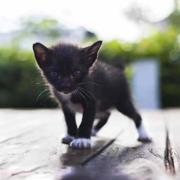 Какие звуки издает кошка